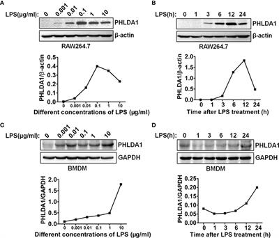 PHLDA1 Suppresses TLR4-Triggered Proinflammatory Cytokine Production by Interaction With Tollip